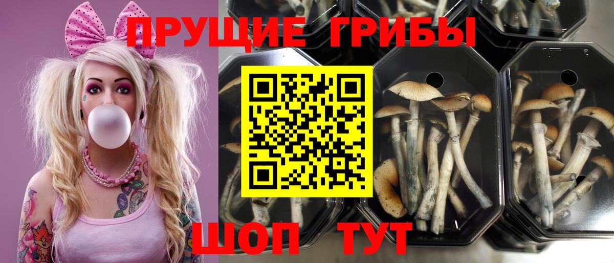 Мыски  Псилоцибиновые грибы Psilocybe  хочу   Вход с VPN 
